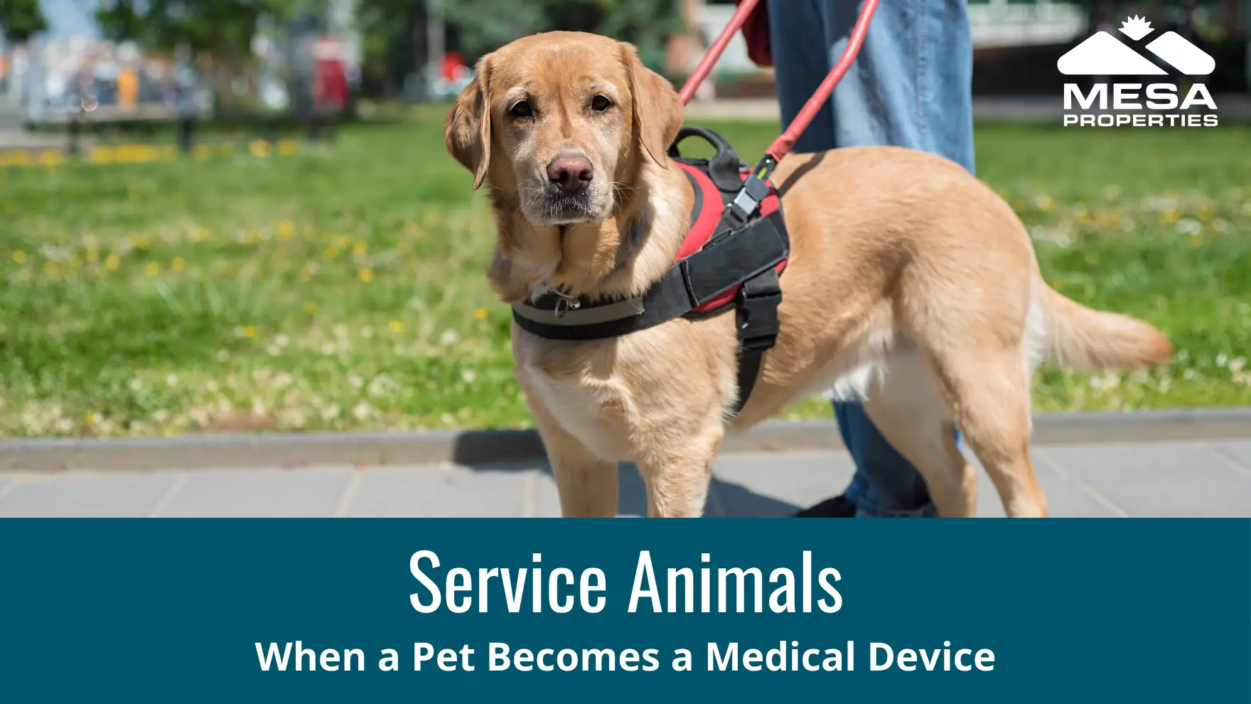 Service Animals - When a Pet Becomes a Medical Device